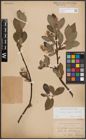 Foto von Salix glauca L. x Salix nigricans Sm. x Salix phylicifolia L.